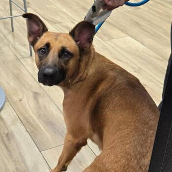 Nanah -  Shepherd Dog for Adoption in Newark, New Jersey - Nanah | PetCurious