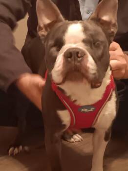 Gus -  Boston Terrier Dog for Adoption in Lake Mary, Florida - Gus | PetCurious