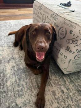 Honey Grace -  Labrador Retriever Dog for Adoption in Shawnee, Oklahoma - Honey Grace | PetCurious