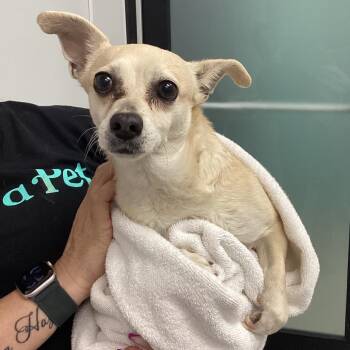 Chihuahua Dogs Available for Adoption in Abilene, Texas - CARLY | PetCurious