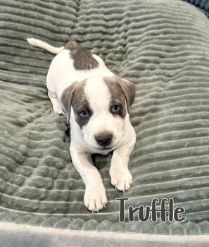 American Staffordshire Terrier Dogs Available for Adoption in Elburn, Illinois - Truffle | PetCurious
