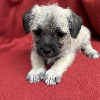 GNOCCHI -  Pug and Terrier Dog for Adoption in Richmond, California - GNOCCHI | PetCurious