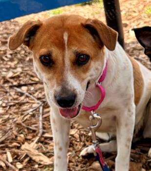 Parson Russell Terrier and Mixed Breed Dogs Available for Adoption in Leesburg, Virginia - WINNIE | PetCurious