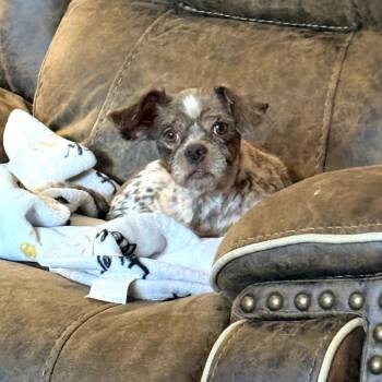 Shih Tzu and Mixed Breed Dogs Available for Adoption in Helena, Alabama - Sid | PetCurious