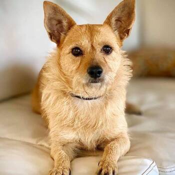 Pfeiffer -  Cairn Terrier and Mixed Breed Dog for Adoption in Houston, Texas - Pfeiffer | PetCurious