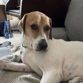 Valentine -  Great Pyrenees and Hound Dog Available for Adoption in Columbia, South Carolina - Valentine | PetCurious