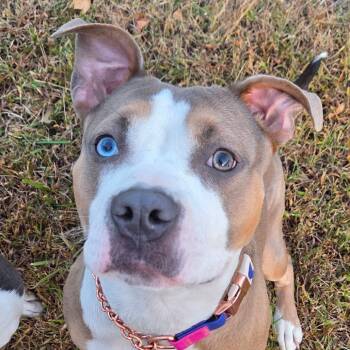 Rescue Pit Bull Terrier Dogs for Adoption in Reisterstown, Maryland - Gabi (Gabril) | PetCurious