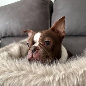 Tootsie -  Boston Terrier Dog for Adoption in Medford Lakes, New Jersey - Tootsie | PetCurious