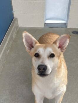 Nellie/lola -  Labrador Retriever Dog for Adoption in Kingman, Arizona - Nellie/lola | PetCurious