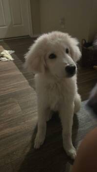 Kona -  Great Pyrenees Dog for Adoption in Garland, Texas - Kona | PetCurious