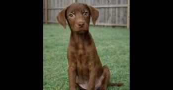 Petunia -  Labrador Retriever and Mixed Breed Dog for Adoption in Crown Point, Indiana - Petunia | PetCurious