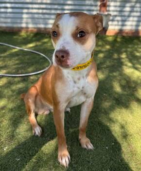 Chihuahua and Basenji Dogs Available for Adoption - Shiffrin | PetCurious