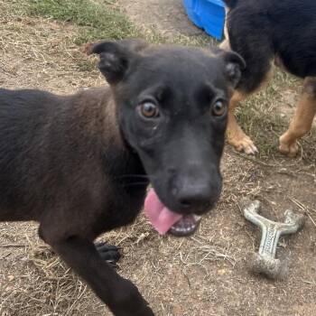 Trinity -  Shepherd and Mixed Breed Dog for Adoption in West Point, Mississippi - Trinity | PetCurious