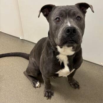 Draco -  Mixed Breed Dog for Adoption in Rocky Mount, Virginia - Draco | PetCurious