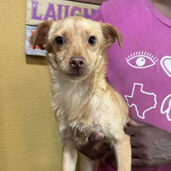 Nyx - Local Sept 11-13 -  Chihuahua Dog for Adoption in Brookshire, Texas - Nyx - Local Sept 11-13 | PetCurious