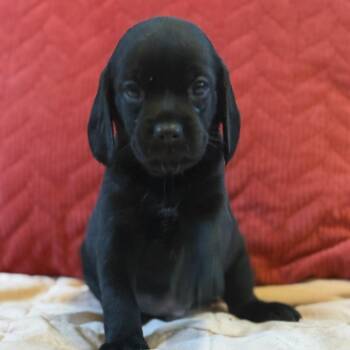 Sweet Diesel -  Mixed Breed and Dachshund Dog for Adoption in South Riding, Virginia - Sweet Diesel | PetCurious