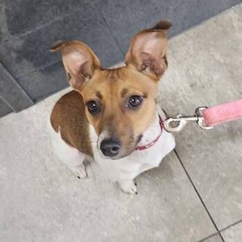 Bitsy -  Rat Terrier Dog for Adoption in Watertown, South Dakota - Bitsy | PetCurious