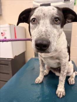 Australian Cattle Dog Blue Heeler and Mixed Breed Dogs Available for Adoption - OREO | PetCurious