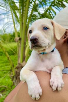 Labrador Retriever and Dachshund Dogs Available for Adoption in Isabela, Isabela - Bluey - 1 Blue Eye, Low Rider, Boy Puppy * LOW FEE * | PetCurious