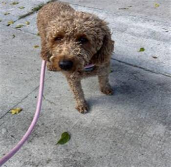 CHACHO -  Poodle and Mixed Breed Dog for Adoption in Doral, Florida - CHACHO | PetCurious