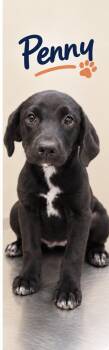 Penny ( Foster