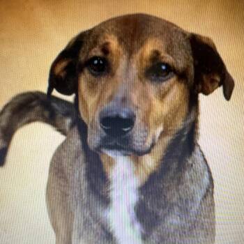 Henry -  German Shepherd Dog and Labrador Retriever Dog for Adoption in Heber Springs, Arkansas - Henry | PetCurious