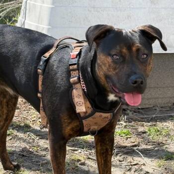 Xena -  Rottweiler and Mixed Breed Dog for Adoption in East St. Louis, Illinois - Xena | PetCurious
