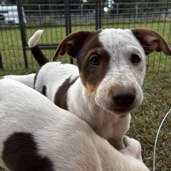 Rescue Australian Cattle Dog Blue Heeler and English Pointer Dogs for Adoption in Gilbert, Arizona - Tyson | PetCurious