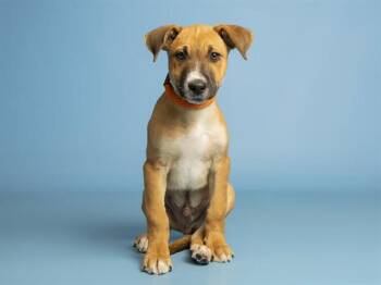 CHRIS -  German Shepherd Dog and Mixed Breed Dog for Adoption in Phoenix, Arizona - CHRIS | PetCurious