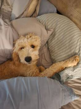 Millie FNA Pebbles -  Labrador Retriever and Poodle Dog for Adoption in Ballwin, Missouri - Millie FNA Pebbles | PetCurious