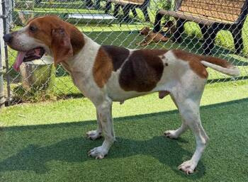 UTAH -  Mixed Breed Dog for Adoption in Columbia, South Carolina - UTAH | PetCurious
