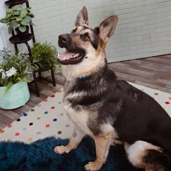 German Shepherd Dog Dogs Available for Adoption in Los Angeles, California - Galileo | PetCurious