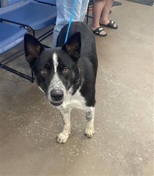 LUKE -  Mixed Breed Dog for Adoption in Dallas, Texas - LUKE | PetCurious