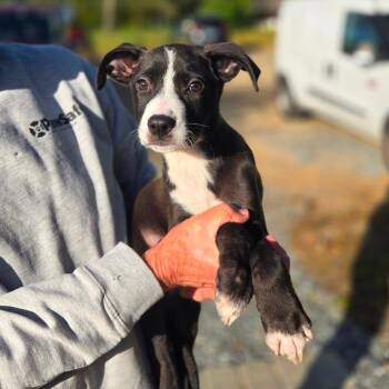 CT Porkchop avail Sep 26 (Cropley