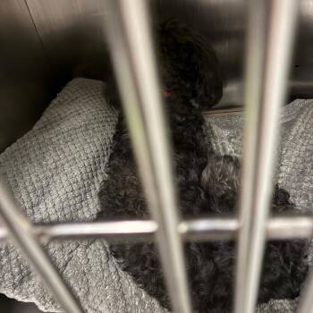 Genius -  Mixed Breed Dog for Adoption in Philadelphia, Pennsylvania - Genius | PetCurious