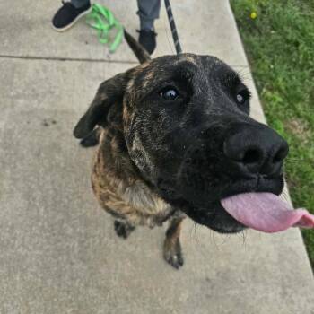 Mastiff and Mixed Breed Dogs Available for Adoption in Wadena, Minnesota - Charlie | PetCurious