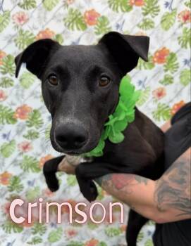 Crimson -  Feist Dog for Adoption in Caro, Michigan - Crimson | PetCurious