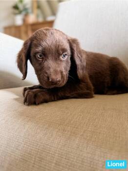 Chocolate Labrador Retriever Dogs Available for Adoption in Semmes, Alabama - Lionel  | PetCurious