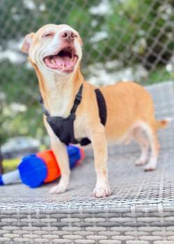 Pookey -  Chihuahua and Terrier Dog for Adoption in Montgomery, New Jersey - Pookey | PetCurious