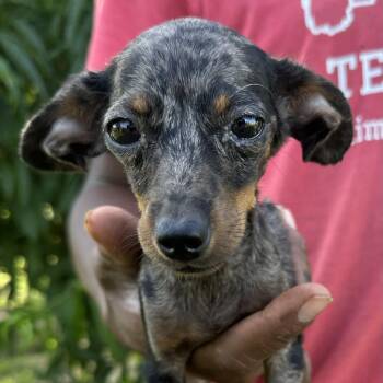 Rosey - Local July 10-12 -  Dachshund Dog for Adoption in Brookshire, Texas - Rosey - Local July 10-12 | PetCurious