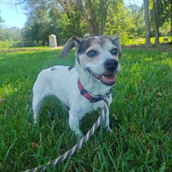 Rescue Terrier and Beagle Dogs for Adoption in Beaumont, Texas - Roxy | PetCurious