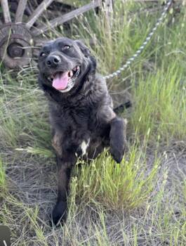 Rescue Mixed Breed Dogs for Adoption in Havre, Montana - Sammie Jo | PetCurious