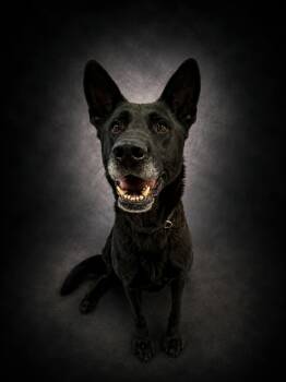 Marshall -  German Shepherd Dog Dog for Adoption in Shelbyville, Kentucky - Marshall | PetCurious