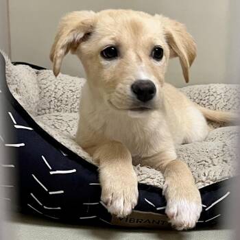 Labrador Retriever Dogs Available for Adoption in Las Vegas, Nevada - Limerick 53594 | PetCurious
