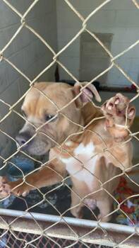 Rescue Terrier Dogs for Adoption - Cash | PetCurious