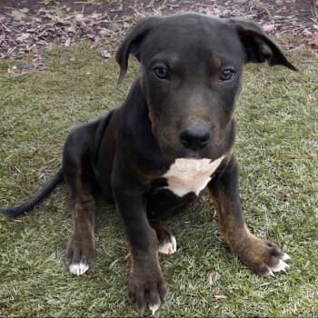 Mixed Breed Dogs Available for Adoption in Hendersonville, North Carolina - Jackson | PetCurious