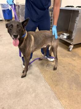 CAILLOU -  Belgian Shepherd Malinois Dog for Adoption in Riverside, California - CAILLOU | PetCurious