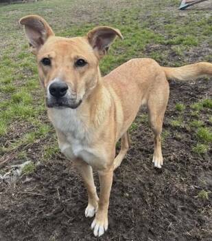 Carolina Dog Dogs Available for Adoption in Washington, District Of Columbia - Matilda | PetCurious