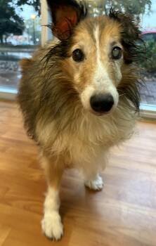 Rescue Shetland Sheepdog Sheltie Dogs for Adoption in Rock Hill, South Carolina - Shelton | PetCurious