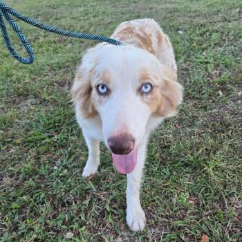 Payson -  Australian Shepherd Dog for Adoption in Williston, Florida - Payson | PetCurious